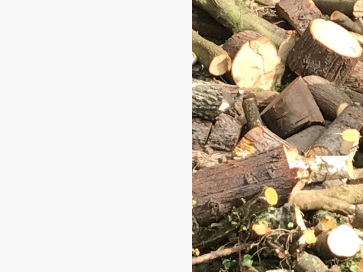 Bulk Logs